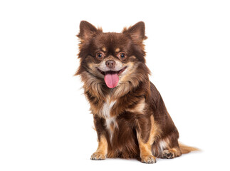 Obraz premium Happy smiling small brown Chihuahua sitting and looking at the camera, isolated