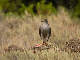 Eurasian or Northern goshawk, Accipiter gentilis