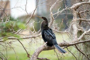 A big anhinga bird resting on tree branch in Florida wetlands