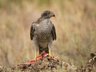 Eurasian or Northern goshawk, Accipiter gentilis