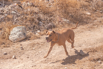 american pitbull staffordshire terrier 