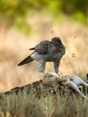 Eurasian or Northern goshawk, Accipiter gentilis