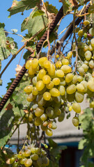 White grapes. White big grapes in sunlight. Bunches of grapes among the leaves