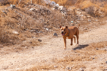 american pitbull staffordshire terrier 
