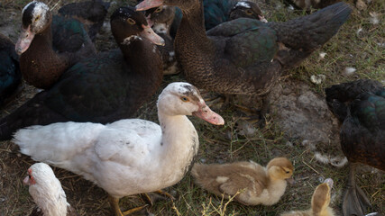 White duck. White duck on the farm. A flock of ducks