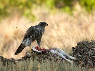 Eurasian or Northern goshawk, Accipiter gentilis