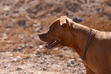 american pitbull staffordshire terrier 
