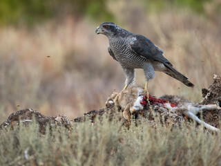 Eurasian or Northern goshawk, Accipiter gentilis