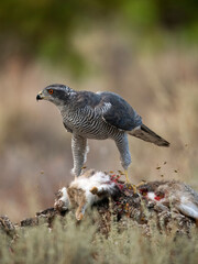 Eurasian or Northern goshawk, Accipiter gentilis