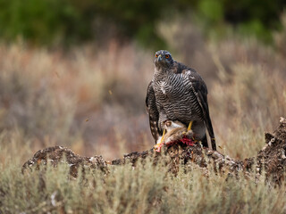 Eurasian or Northern goshawk, Accipiter gentilis