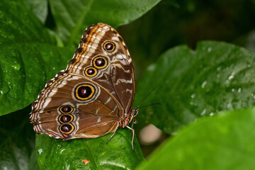 Helenor Morpho - Morpho helenor, beautiful large colored butterfly from Latin America woodlands and...