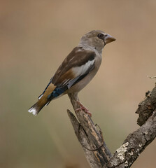 Obraz premium Hawfinch, Coccothraustes coccothraustes