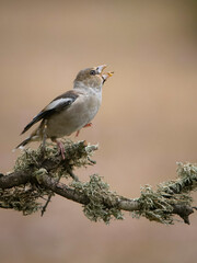 Hawfinch, Coccothraustes coccothraustes