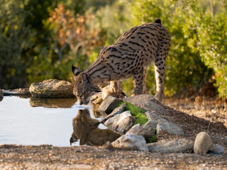 Iberian lynx, Lynx pardinus