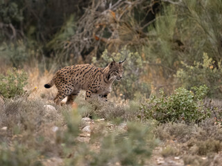 Iberain lynx, Lynx pardinus