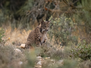 Naklejka na ściany i meble Iberain lynx, Lynx pardinus