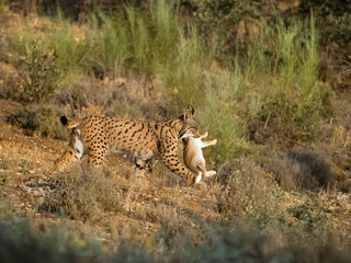 Iberain lynx, Lynx pardinus