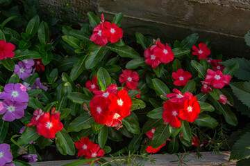Red homemade flowers in the garden © viktor