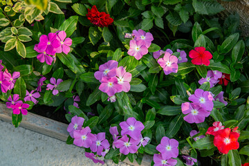 Fototapeta na wymiar Lilac house flowers in the garden