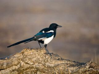 Magpie, Pica pica