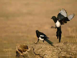 Magpie, Pica pica