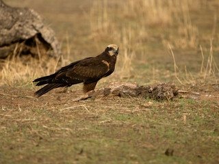 Fototapeta premium Marsh harrier, Circus aeruginosus