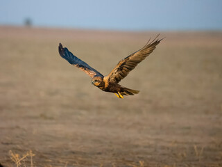 Marsh harrier, Circus aeruginosus