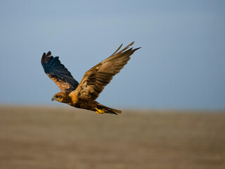 Marsh harrier, Circus aeruginosus