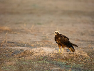 Marsh harrier, Circus aeruginosus
