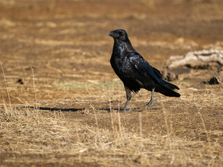 Raven, Corvus corax