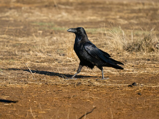 Raven, Corvus corax