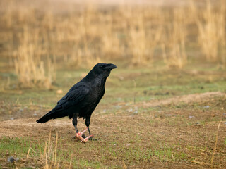 Raven, Corvus corax