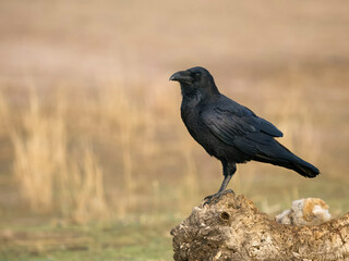 Raven, Corvus corax