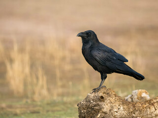 Raven, Corvus corax