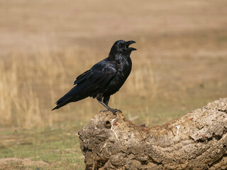 Raven, Corvus corax