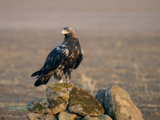 Fototapeta premium Spanish imperial eagle, Aquila adalberti