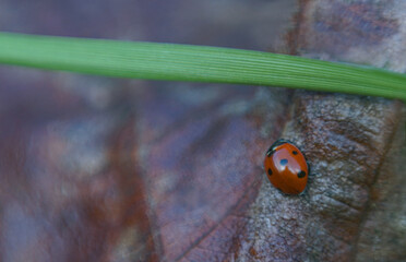 Red beetles on a leaf
