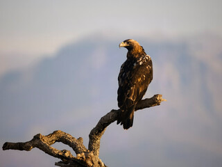 Spanish imperial eagle, Aquila adalberti