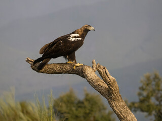Spanish imperial eagle, Aquila adalberti,