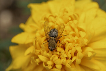 mouche