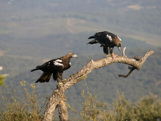Spanish imperial eagle, Aquila adalberti,