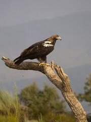 Spanish imperial eagle, Aquila adalberti,