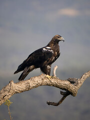 Spanish imperial eagle, Aquila adalberti,