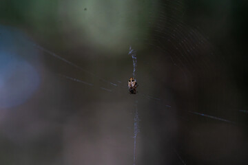 toile d'araignée