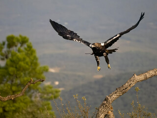 Spanish imperial eagle, Aquila adalberti,