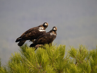 Spanish imperial eagle, Aquila adalberti,