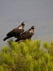 Spanish imperial eagle, Aquila adalberti,