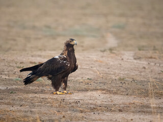 Spanish imperial eagle, Aquila adalberti