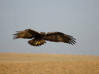 Spanish imperial eagle, Aquila adalberti