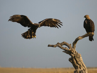Spanish imperial eagle, Aquila adalberti